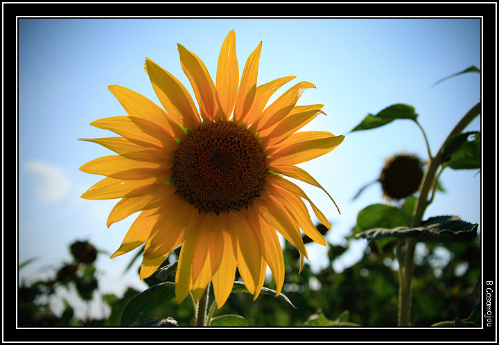 soleil tournesol.jpg - Le roi soleil :-)